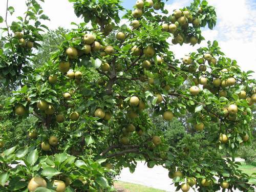 Petals From the Past: Apple, Asian Pear and Muscadine Walking Tour
