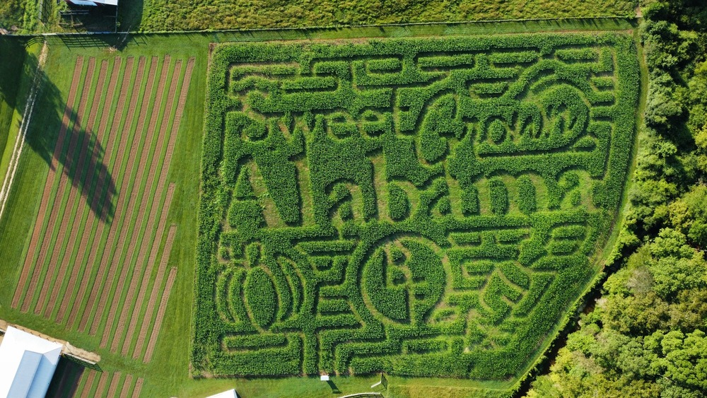 Fall Fun Grows on Sweet Grown Alabama Farms