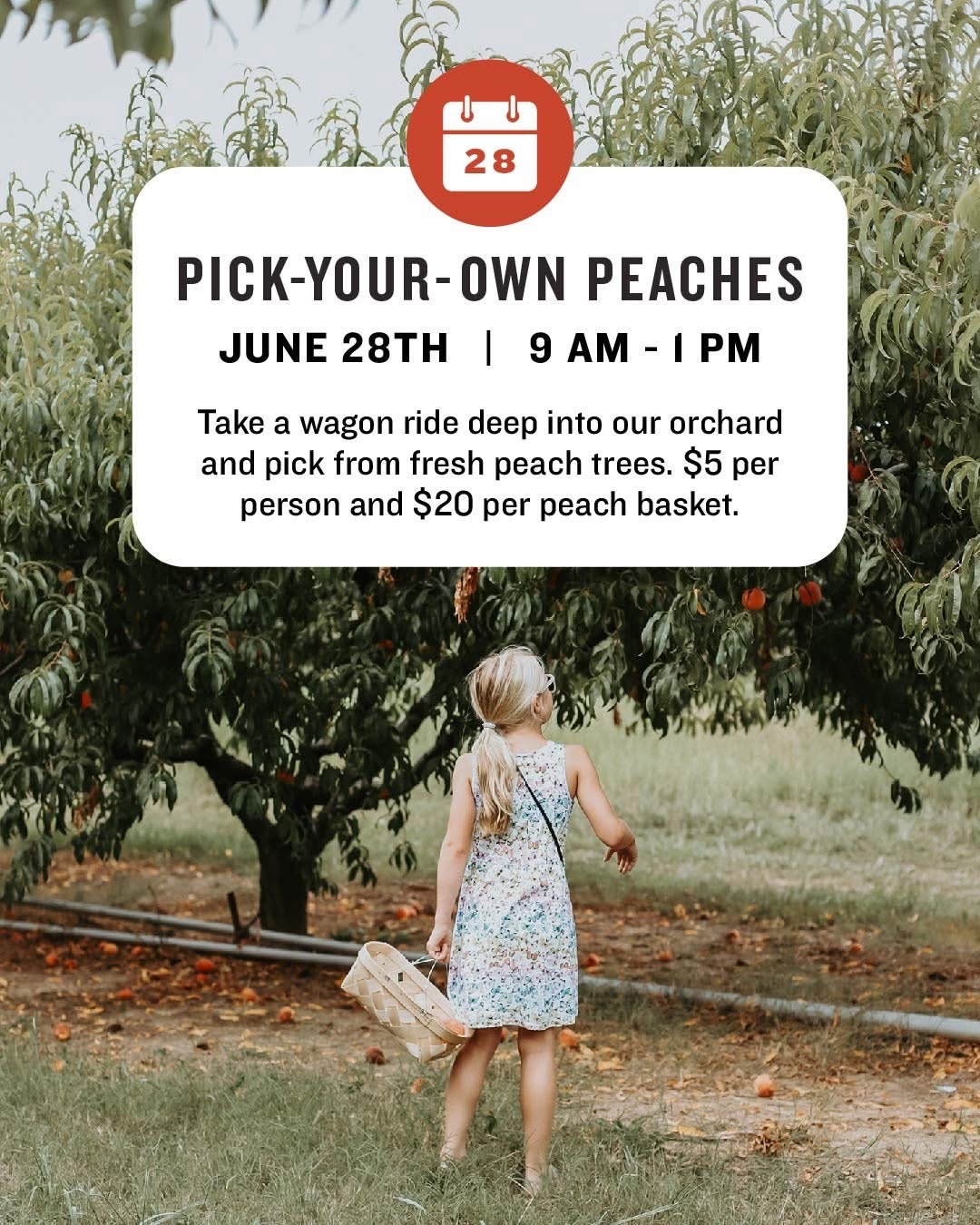 Scott’s Orchard Pick-Your-Own-Peaches 