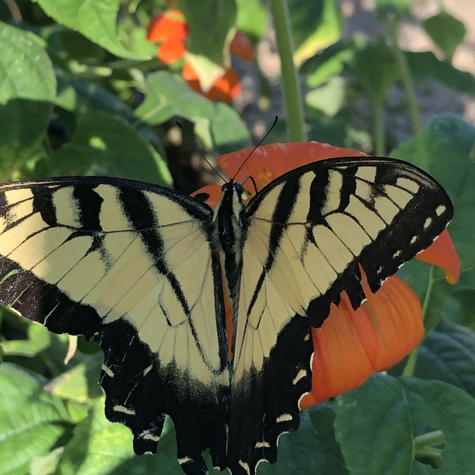 Petals From the Past: Creating a Haven for Butterflies with Paula Haywood Ogard 