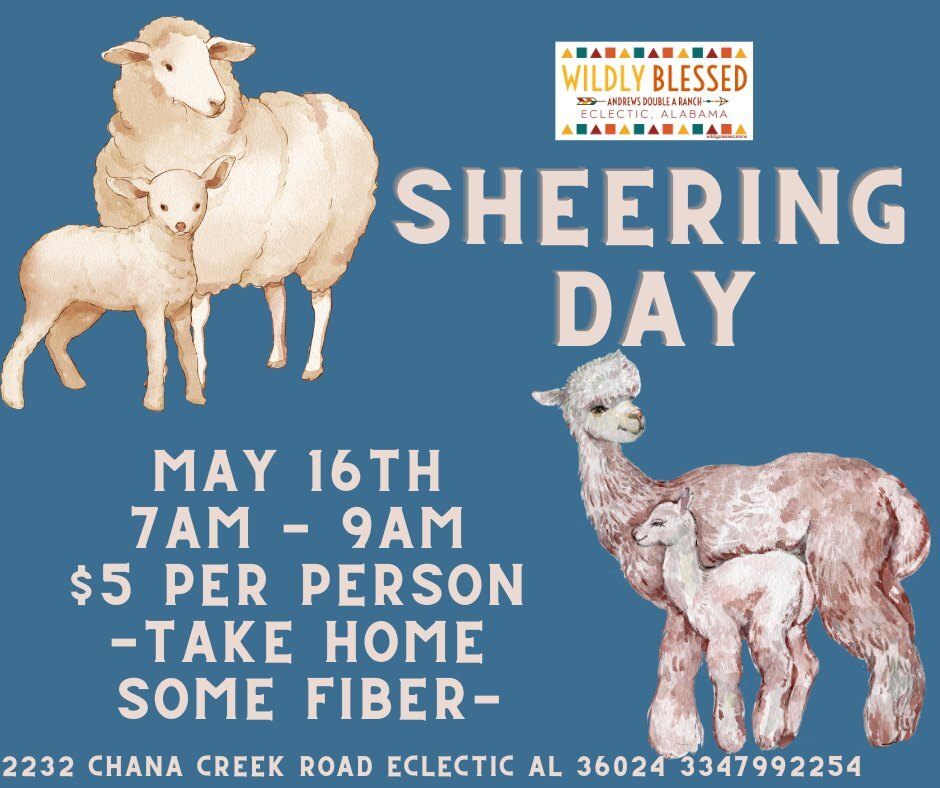 Wildly Blessed Sheering Day