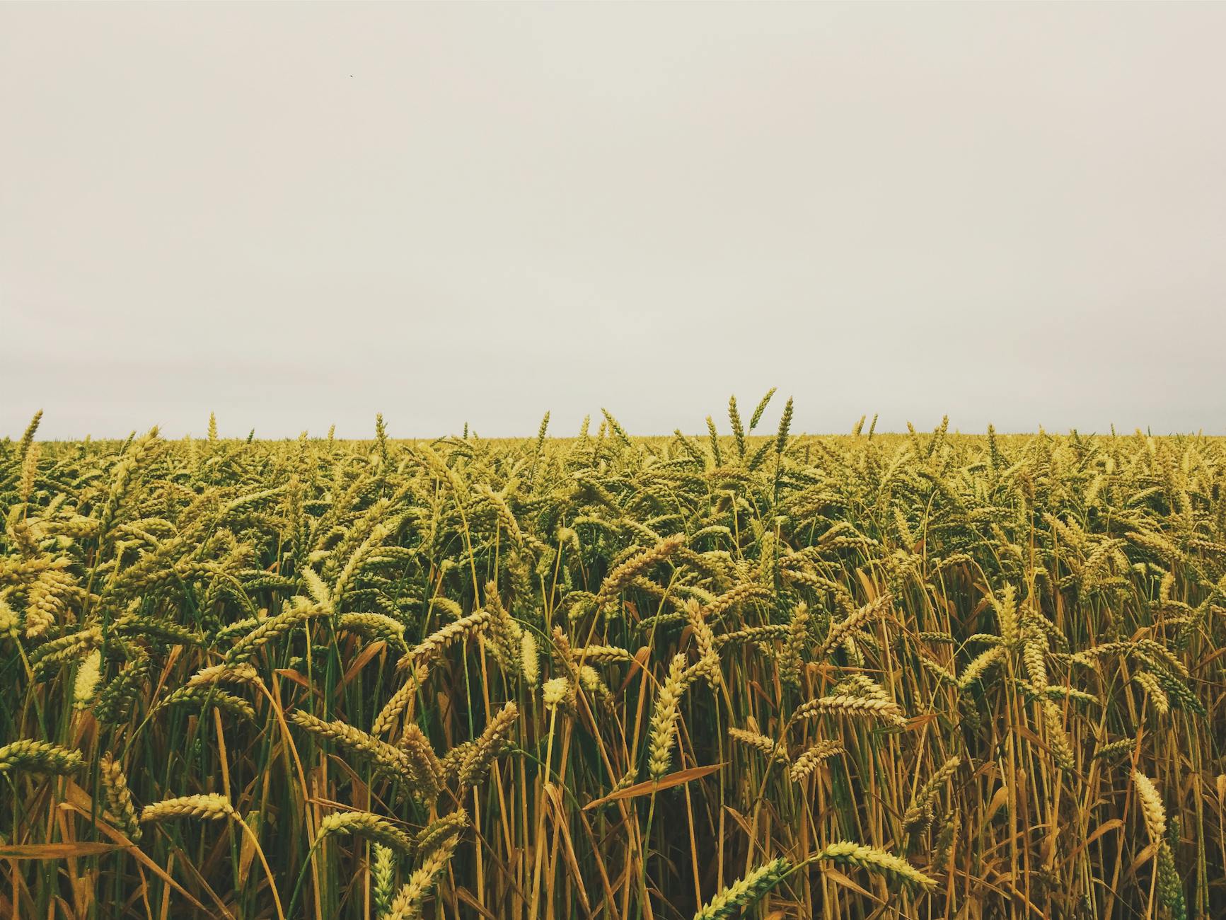  open field 