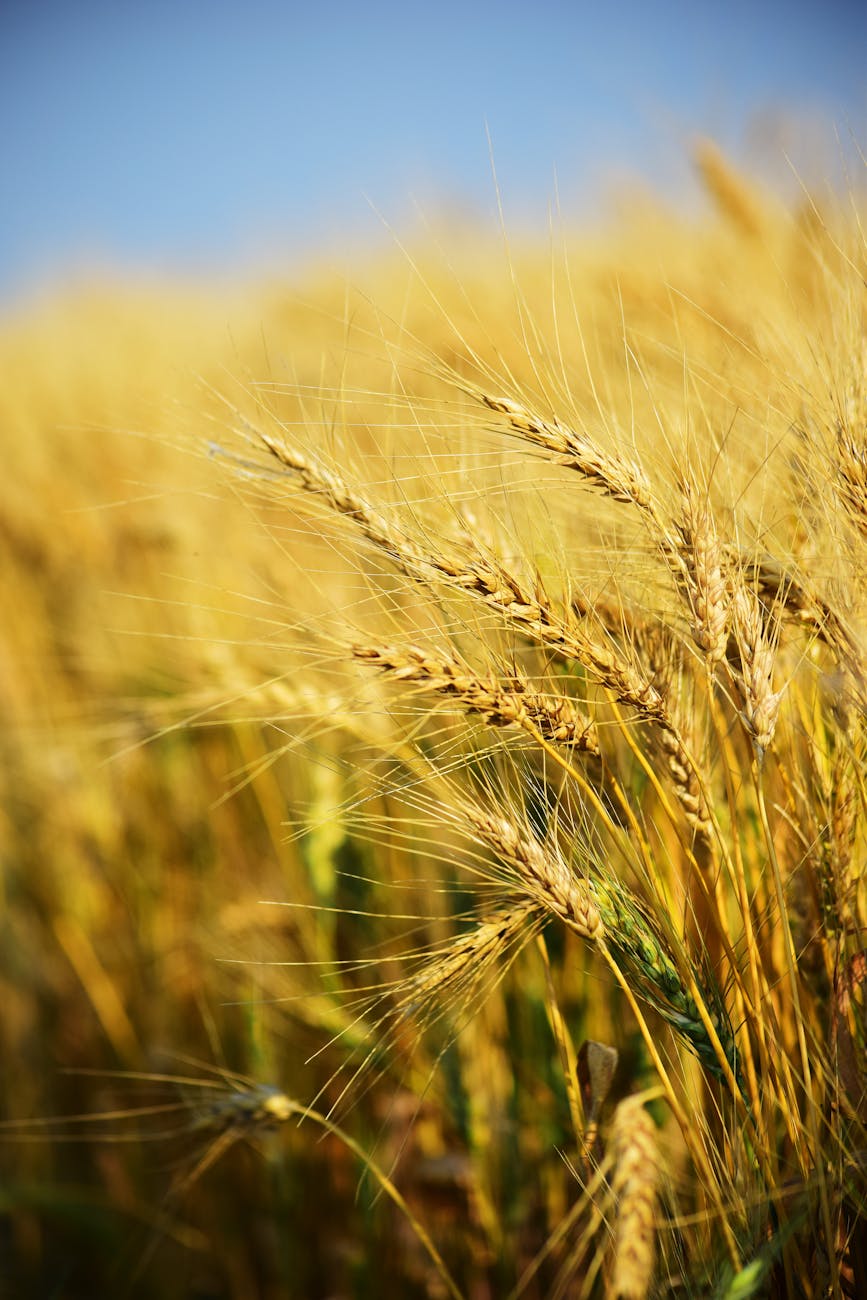  wheat field 
