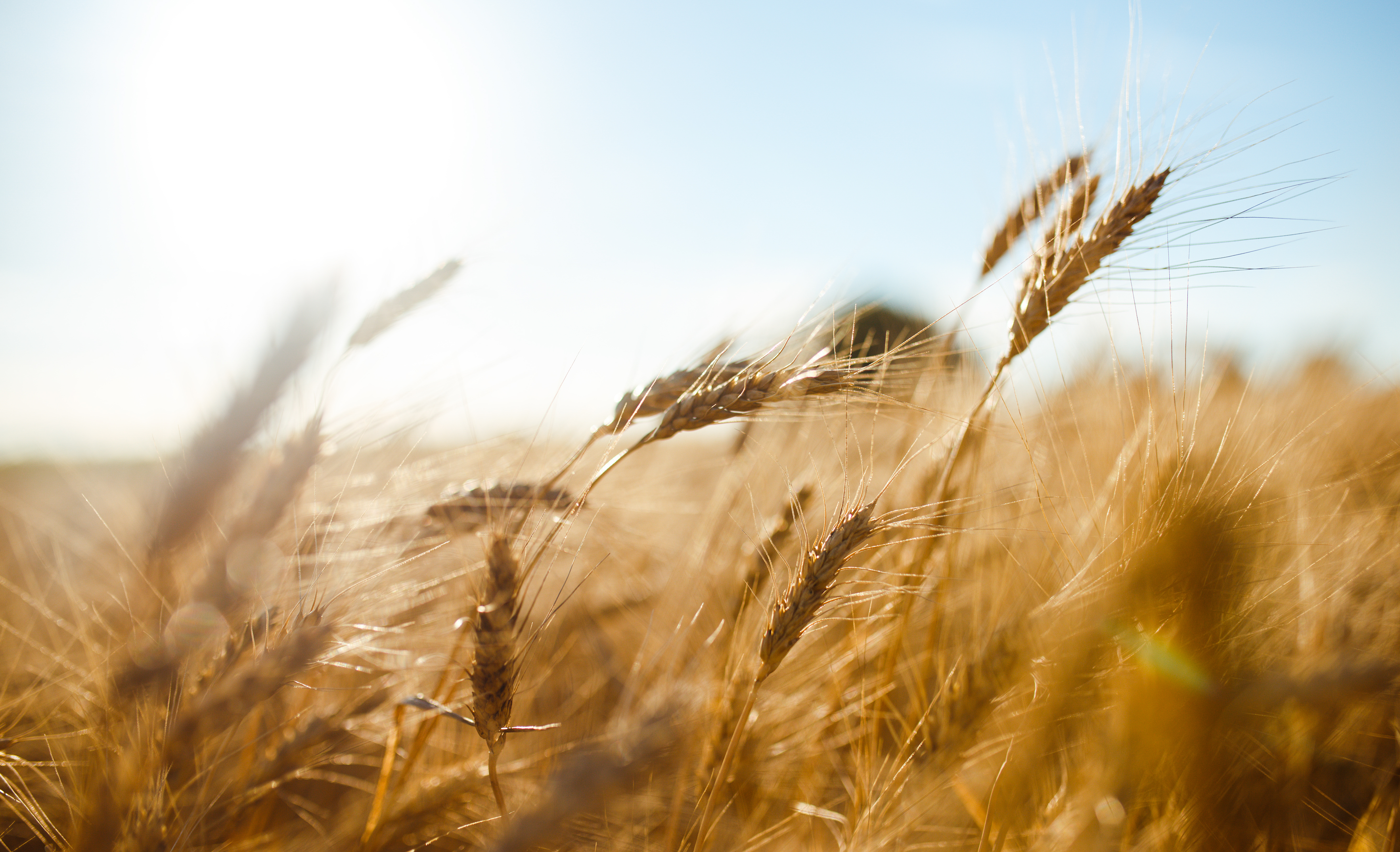  wheat field 