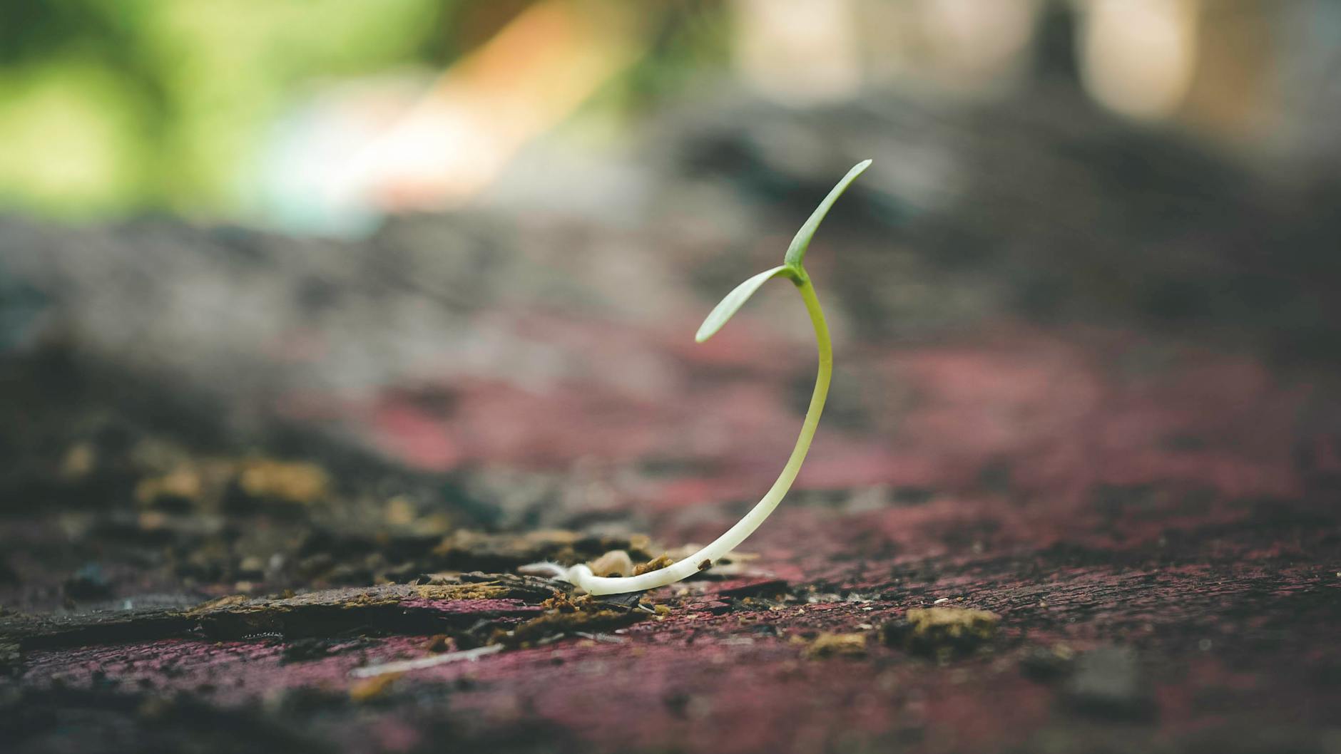  sprout 