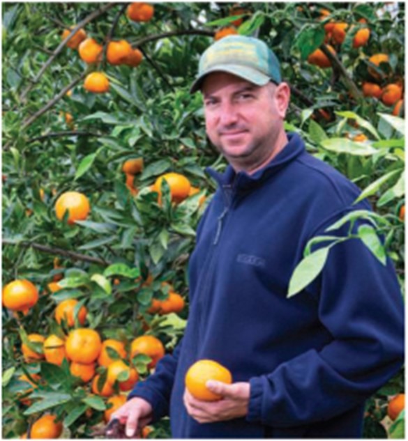  Sugar-sweet satsumas 