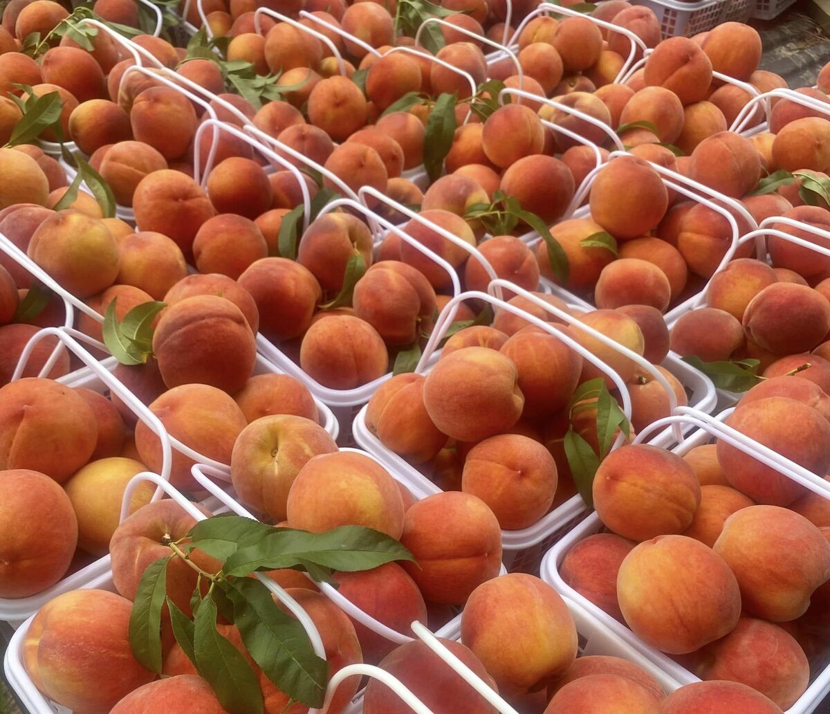 Reeves' Peach Farm Step Out Agriventure Trail