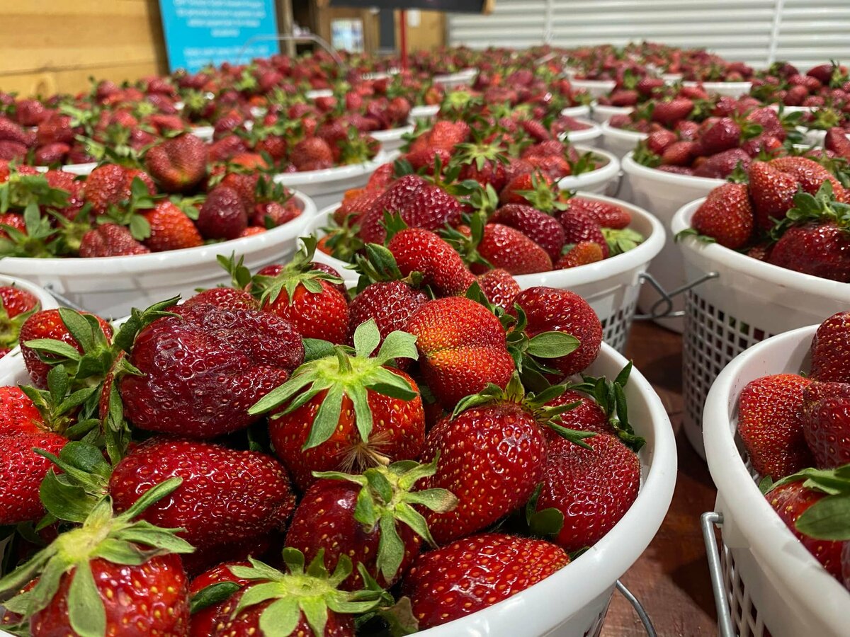 Reeves' Peach Farm Step Out Agriventure Trail