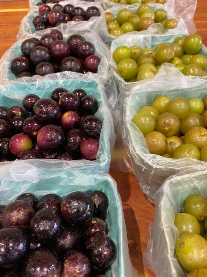 Reeves' Peach Farm Step Out Agriventure Trail