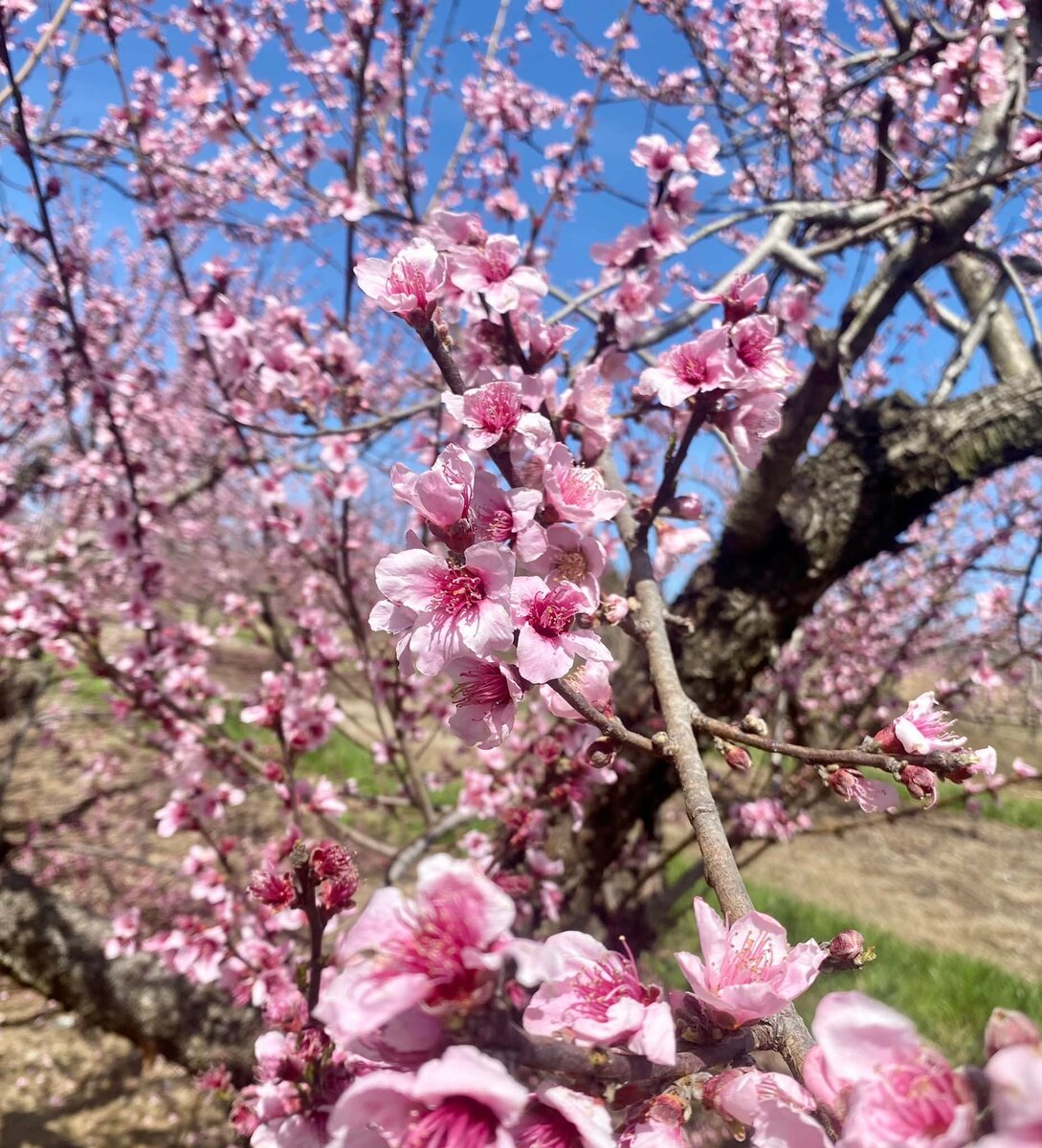 Reeves' Peach Farm Step Out Agriventure Trail
