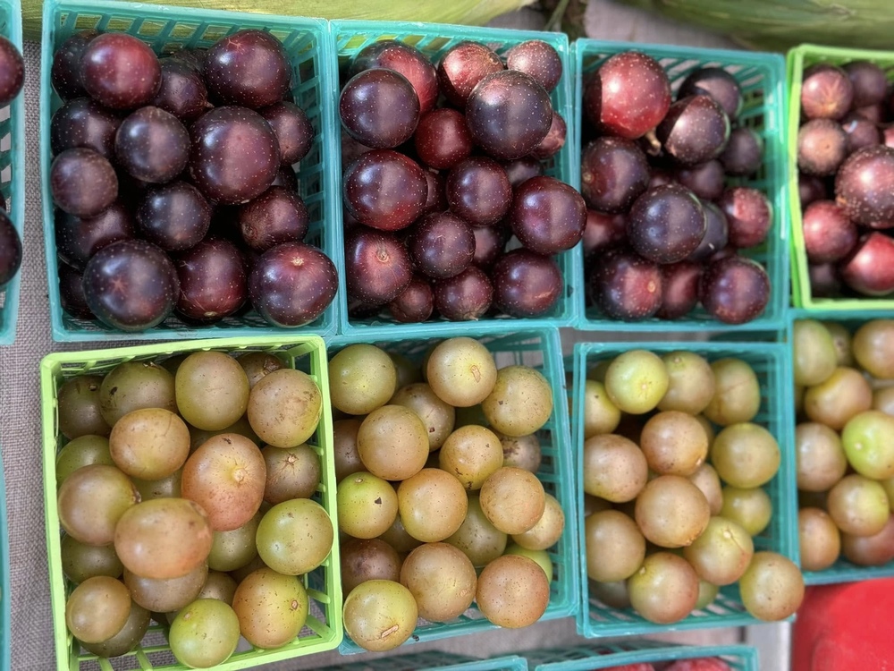 Pick Your Own Muscadines This Fall with Sweet Grown Alabama Farms