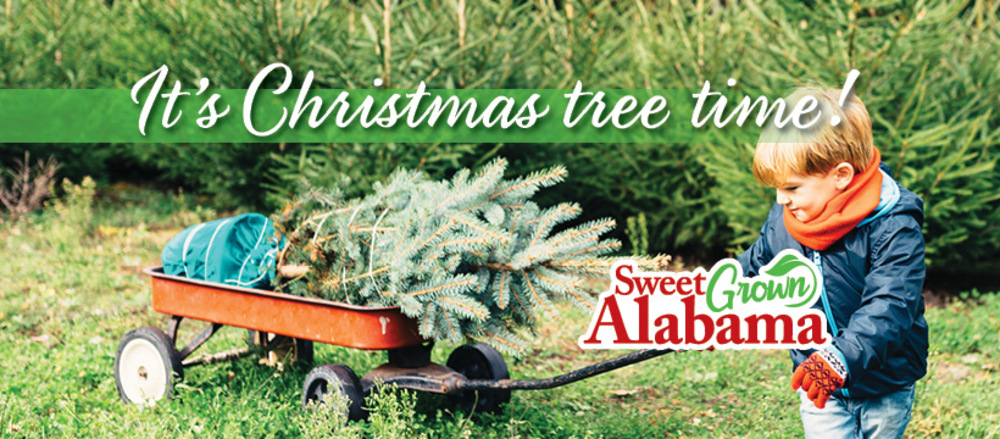 Why a U-Pick Christmas Tree Farm Should Be On Your Holiday Itinerary