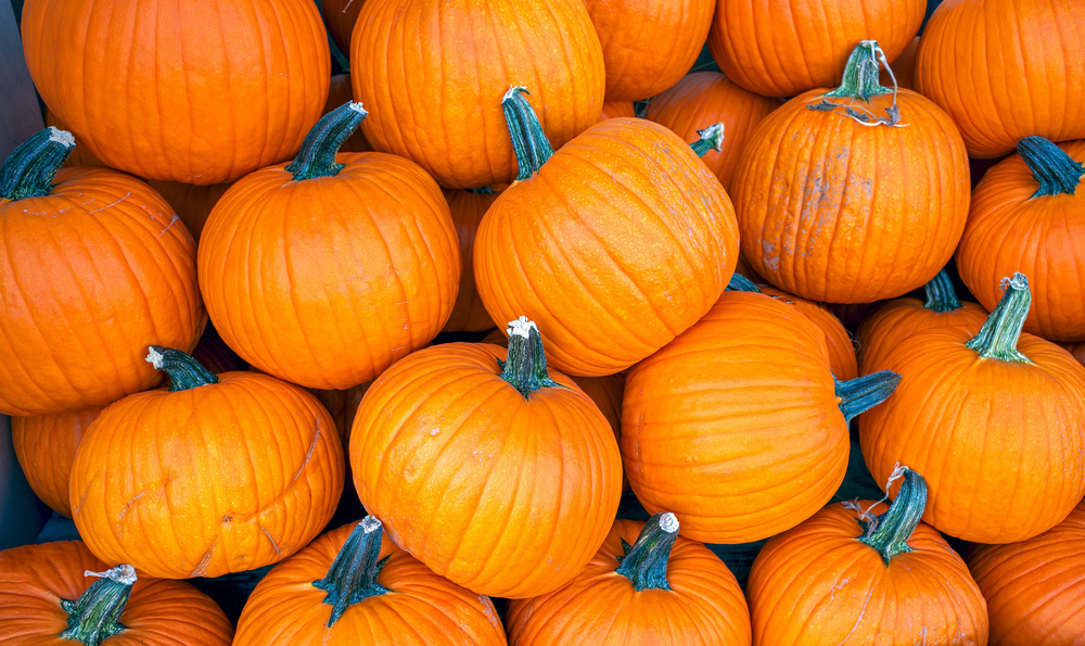 Pumpkin Patches Across Alabama: Where to Find Fall Fun