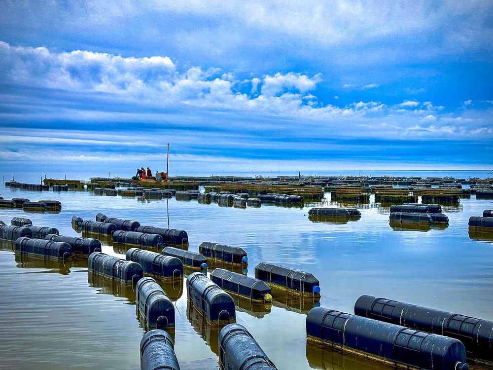 How Alabama Gulf Oysters are Creating Global Sustainability