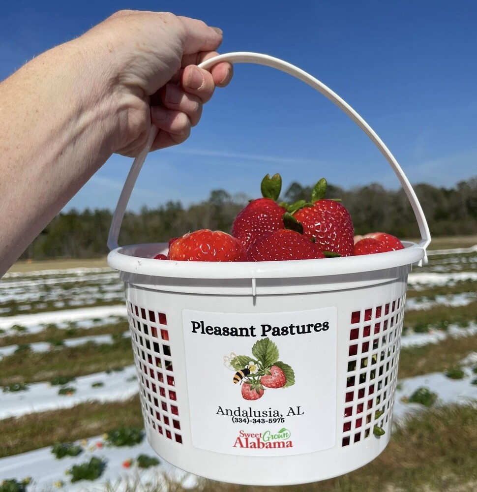 Sweet Grown Spots: Your Guide to U-Pick Strawberries in Alabama