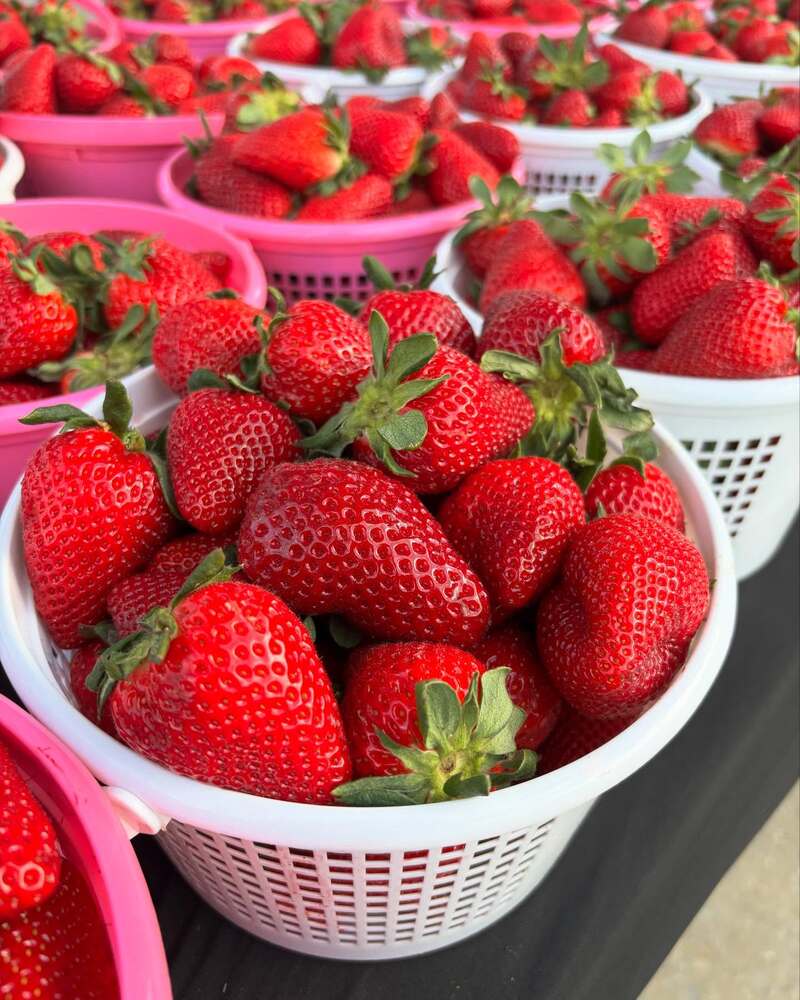 City of Tuscaloosa Farmers Market to Host Strawberry Fest
