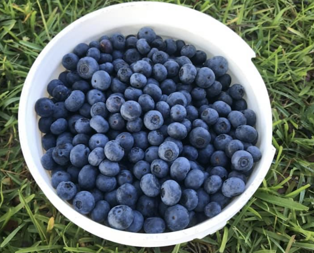 From Bush to Bucket, Blueberry Season Is Calling