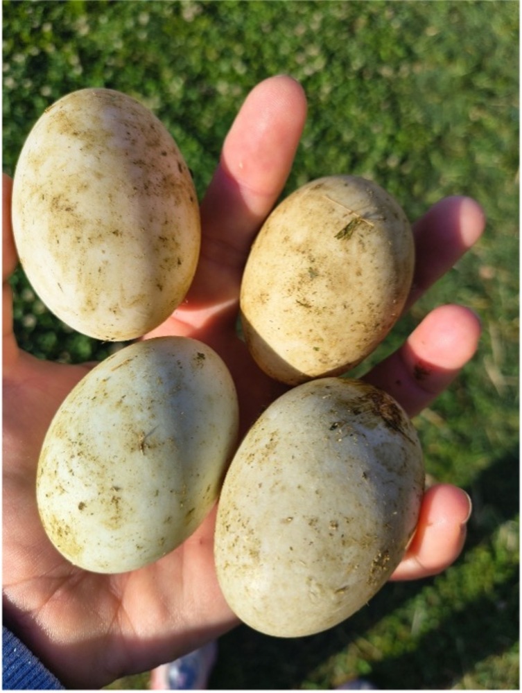 Finding My Second Career at Planting Chicks