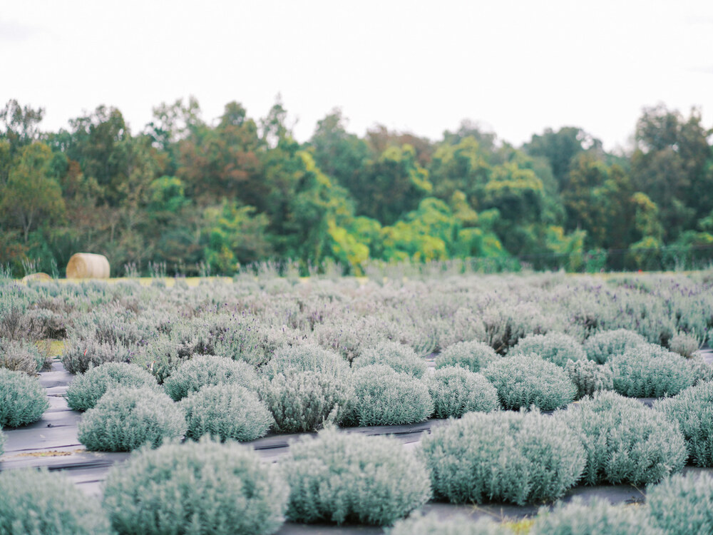 The Unexpected Culinary Lavender Journey of J & C Local Farms